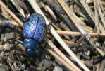 PICTURES/Woods Canyon Lake/t_Blue Bug1.JPG